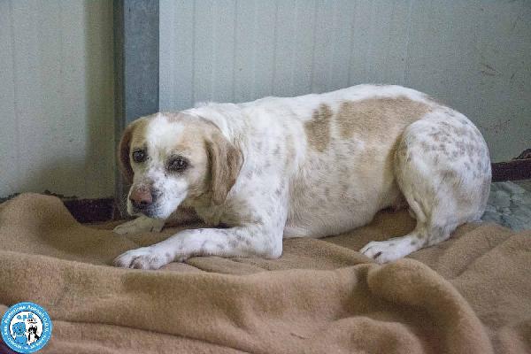 Emily, la delicatezza che chiede solo pace Foto 5